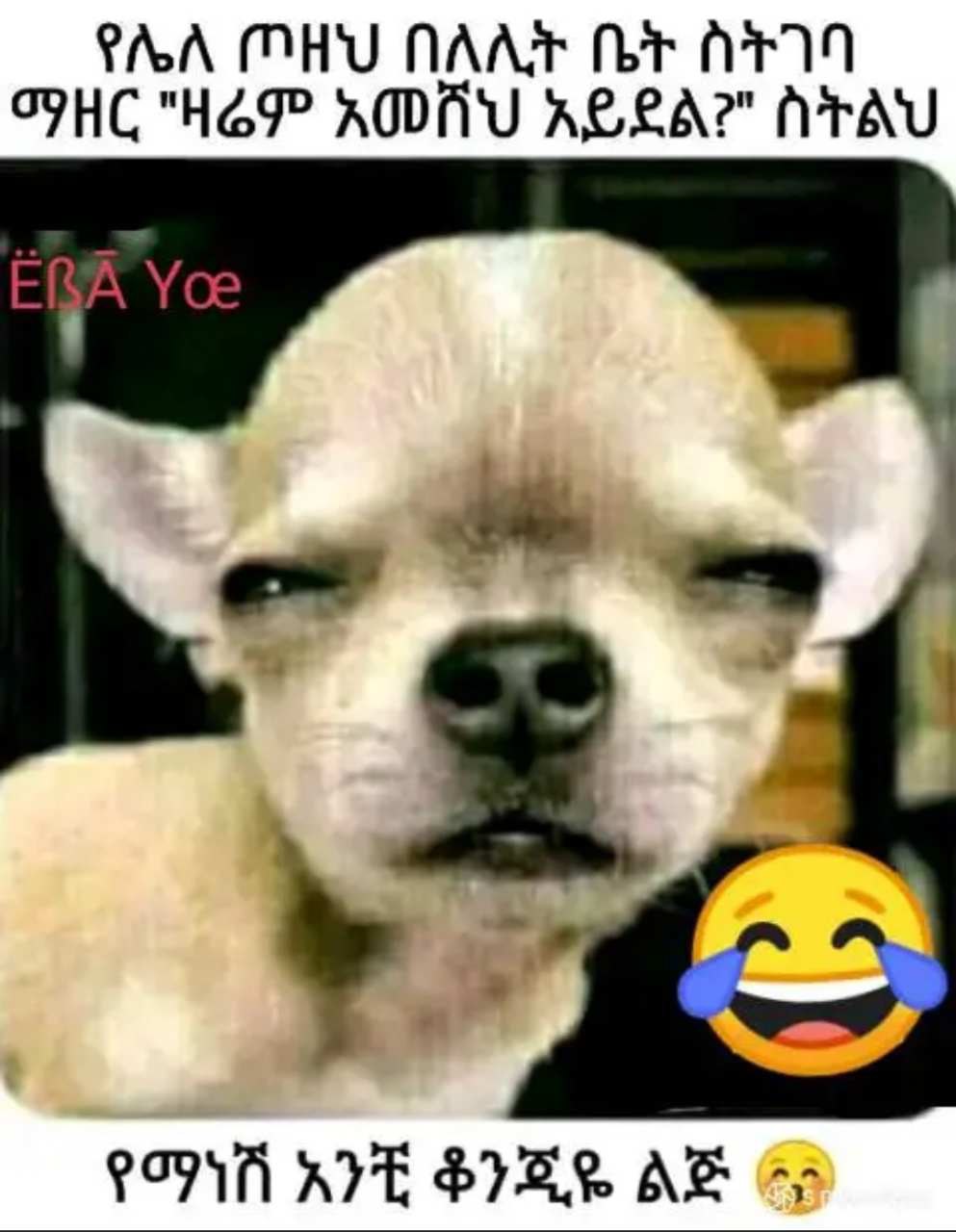 Ethiopia Animal Humor a dog with a face and a smile
